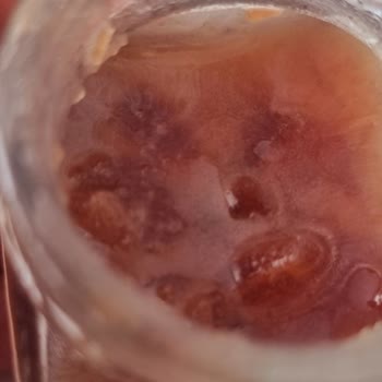 Pol's Gurme Reçelleri 2 Gün İçinde Şekerlendi.