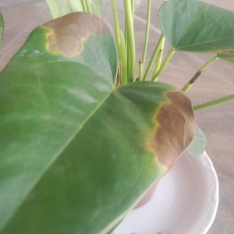 ÇiçekSepeti Firma Tarafından Dönüş Bekliyorum