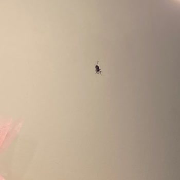 BTK (Bilgi Teknolojileri ve İletişim Kurumu) Majeste Otel Bodrum Şikayet