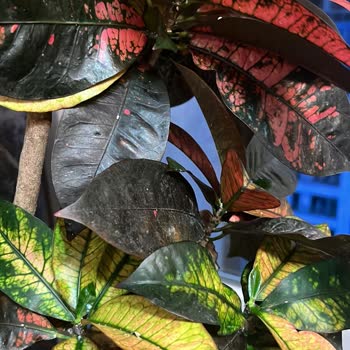 Palmiye Botanik Hasta Bitki Satıldı