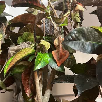 Palmiye Botanik Hasta Bitki Satıldı