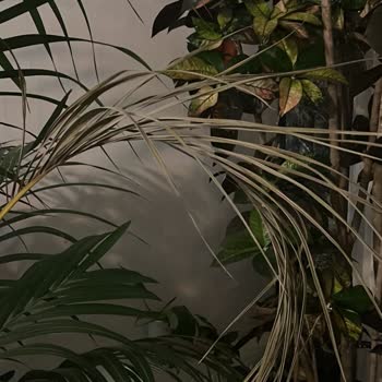 Palmiye Botanik Hasta Bitki Satıldı