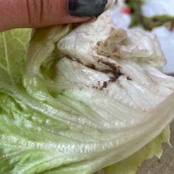 Konya Sefası 'nda Paramla Rezil Olmak