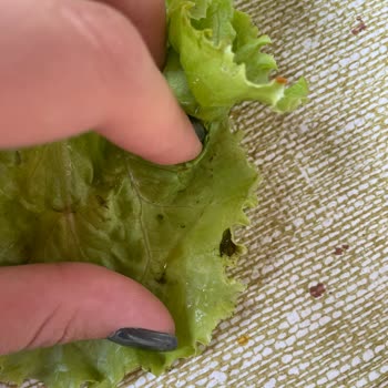 Konya Sefası 'nda Paramla Rezil Olmak