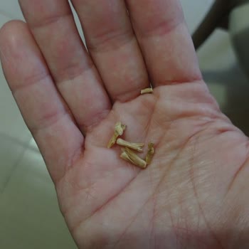 Duru Bulgur Duru Başbaşı Bulguru İçinden Bir Sürü Ot Çıktı