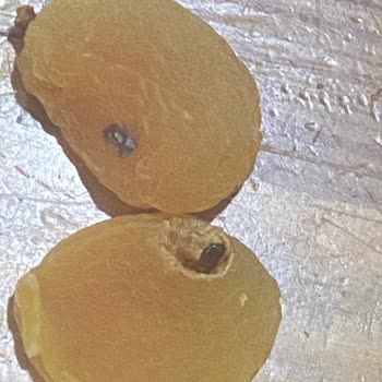 Amigo Dalından Kuru Kayısı