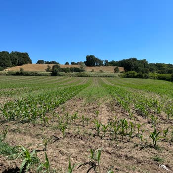 Kws Türk Tarım Kalumet Tohumlarının Düşük Çimlenme Oranı
