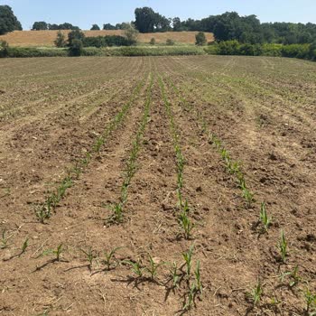 Kws Türk Tarım Kalumet Tohumlarının Düşük Çimlenme Oranı