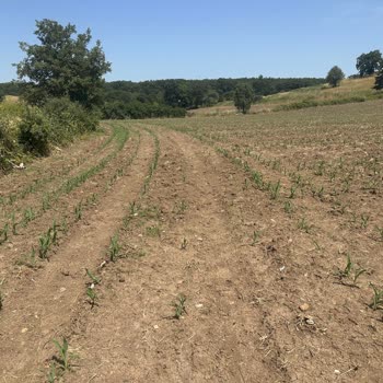Kws Türk Tarım Kalumet Tohumlarının Düşük Çimlenme Oranı