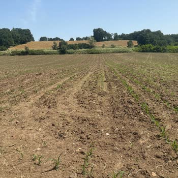 Kws Türk Tarım Kalumet Tohumlarının Düşük Çimlenme Oranı