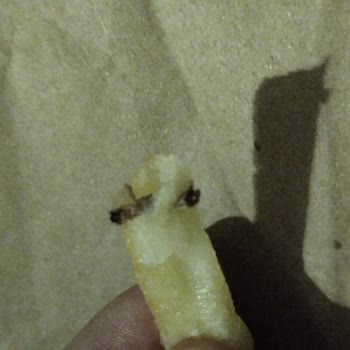 Superfresh İçinden Çıkan Şey
