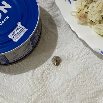 Dardanel Ton Balığının İçinden Salyangoz Çıktı.