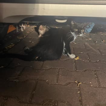 İBB Hayvan Veterinerliği İlgisizliği