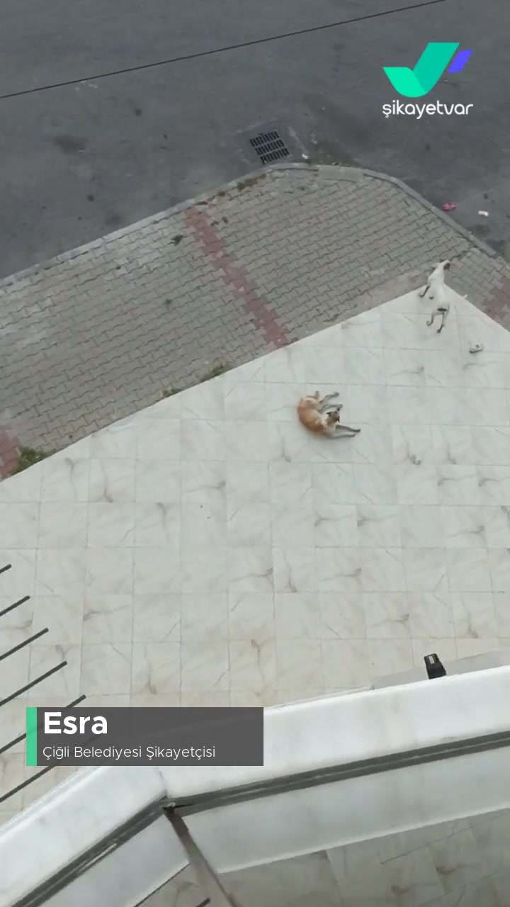 İzmir Çiğli Balatçık Mah Sokak Köpeği Sorunu videonun kapak resmi