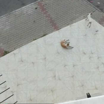 İzmir Çiğli Balatçık Mah Sokak Köpeği Sorunu