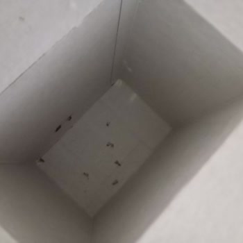 Bebelac Gold Mama Kurtlanması