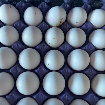 Şok Market Anadolu Çiftliği Markasına Ait Kurtlu Yumurta