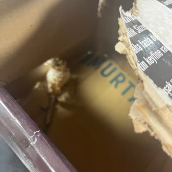 Sürat Kargo Yanlış Teslimat Ve İlgisiz Müşteri Hizmetleri