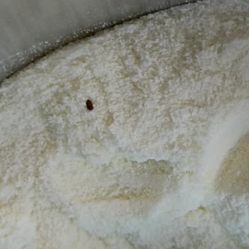Sma Mama Böcek Çıktı