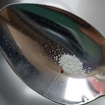 Sma Mama Böcek Çıktı