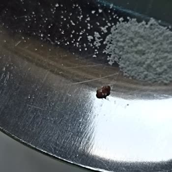 Sma Mama Böcek Çıktı