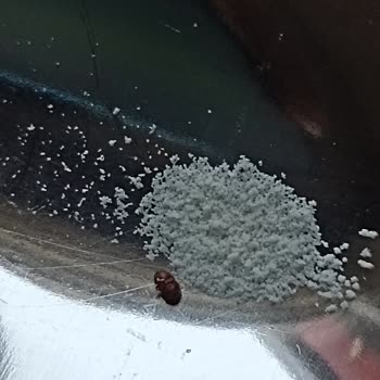 Sma Mama Böcek Çıktı