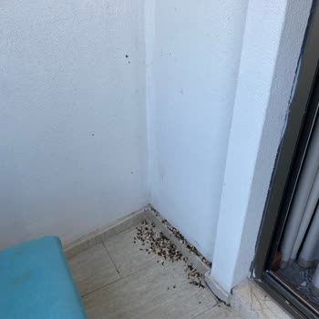 Yeşil Nesil World Tour Faciası!