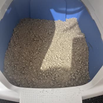 Big Cat Kedi Kumları (Instagram: bigcatturkiye) Bozuk Kedi Kumu Ve İlgisiz Müşteri Hizmetleri