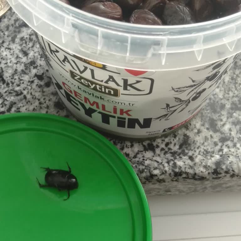 Kavlak Zeytin Aldığım Zeytinden Böcek Çıktı