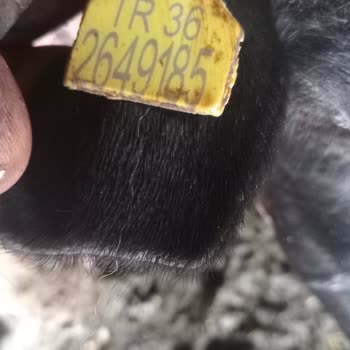 Eksper Şikayeti Ve TARSİM
