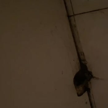 Evde Temizlik Var Sitesi Resmen Hezimet