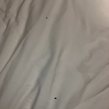 İbis Hotels'te Tahtakurusu Sorunu!
