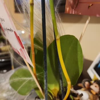 İstanbul Çiçekleri'nin Çürük Gelen Orkidesi!