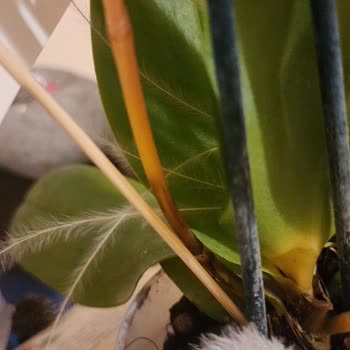 İstanbul Çiçekleri'nin Çürük Gelen Orkidesi!