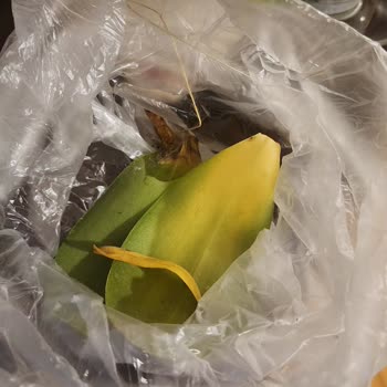 İstanbul Çiçekleri'nin Çürük Gelen Orkidesi!