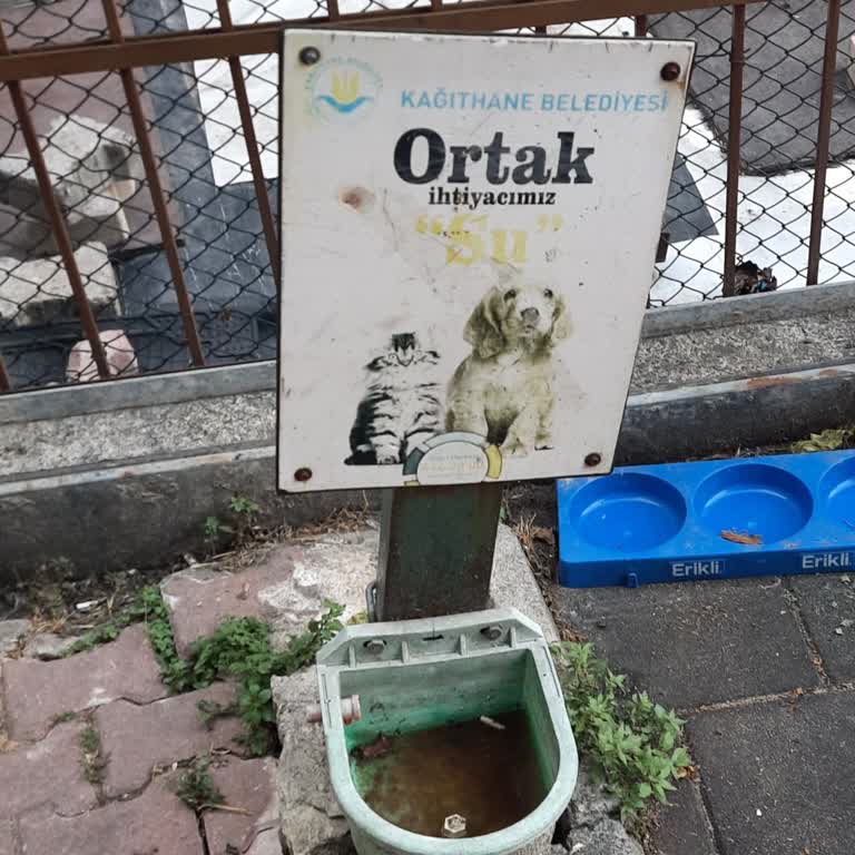 Kağıthane Belediyesi Sokak Hayvanlarına Mama Su Yardımı Yapmıyor