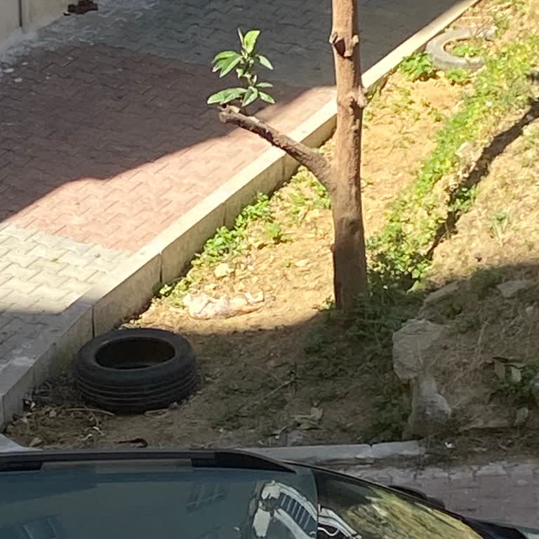 Gaziosmanpaşa Belediyesi Başıboş Köpek Sorunu