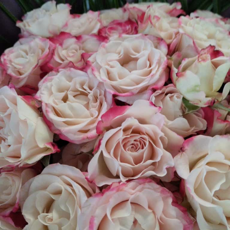 İstanbul Çiçekleri Not Ve Ek Kart Eksik