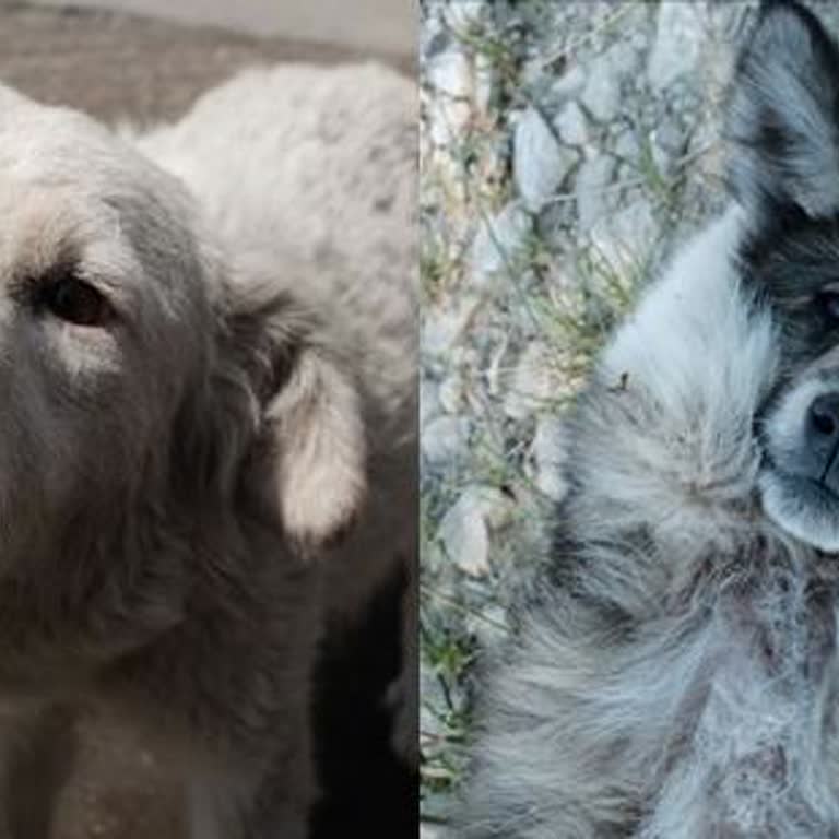 Beylikdüzü Belediyesi Beylikdüzü Ne Kısırlaştırma Ne Rehabilitasyon! Sadece İtlaf Ve Zulüm