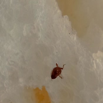 BİM'den Aldığım Ekmeğin İçinden Böcek Çıktı