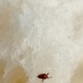 BİM'den Aldığım Ekmeğin İçinden Böcek Çıktı