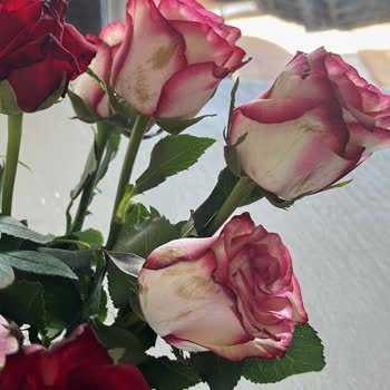 Rosebox Solmuş Taze Olmayan Güller Yolladı. Müşteri Hizmetleri İlgisiz