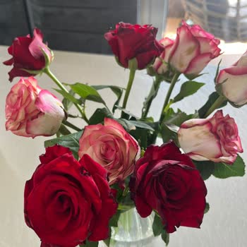 Rosebox Solmuş Taze Olmayan Güller Yolladı. Müşteri Hizmetleri İlgisiz