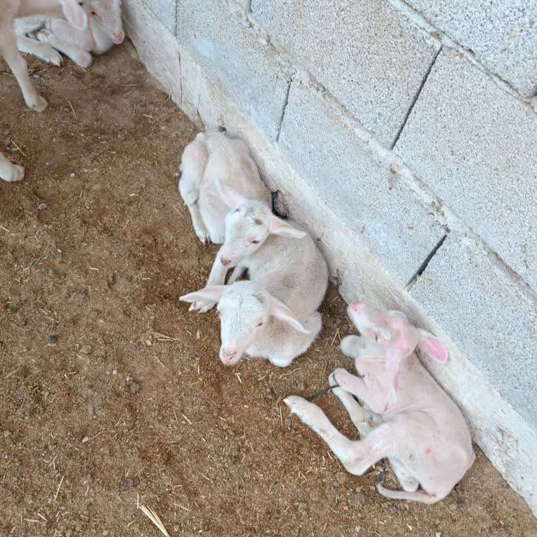 Konya Büyükşehir Belediyesi Sularımız 3 Gündür Akmıyor