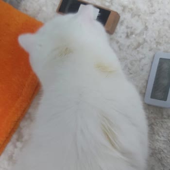 Beavis Kedi Bakım Ürünü Kedide Leke Ve İz Bırakmakta!