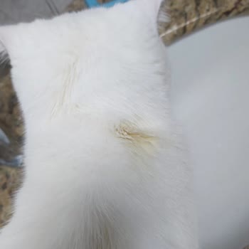 Beavis Kedi Bakım Ürünü Kedide Leke Ve İz Bırakmakta!