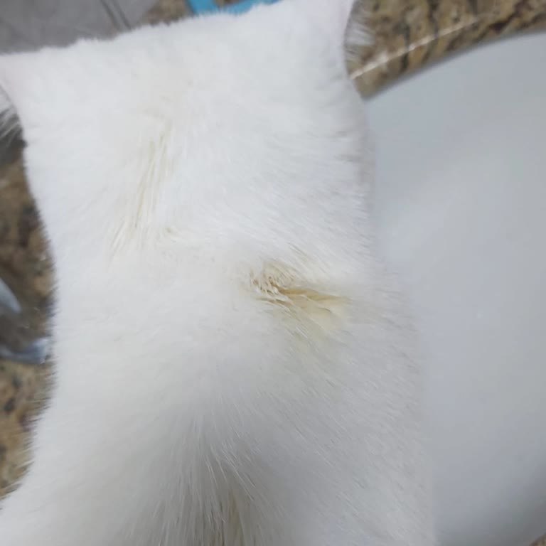 Beavis Kedi Bakım Ürünü Kedide Leke Ve İz Bırakmakta!