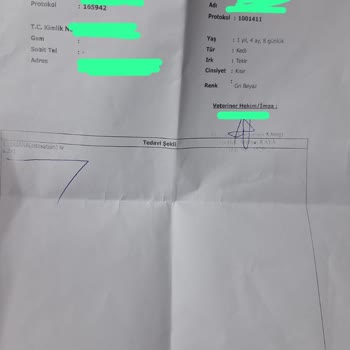 İBB - İstanbul Büyükşehir Belediyesi Beyaz Masa'nın Ve Yaralı Sokak Kedisine Geç Müdahalesi