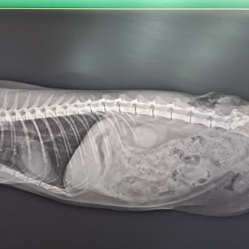 İBB - İstanbul Büyükşehir Belediyesi Beyaz Masa'nın Ve Yaralı Sokak Kedisine Geç Müdahalesi