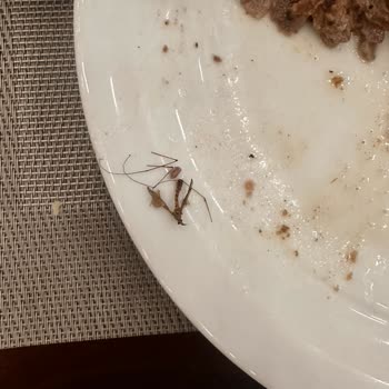 Crystal Hotels Crystal Tat Beach Otel Yemekten Böcek Çıktı!